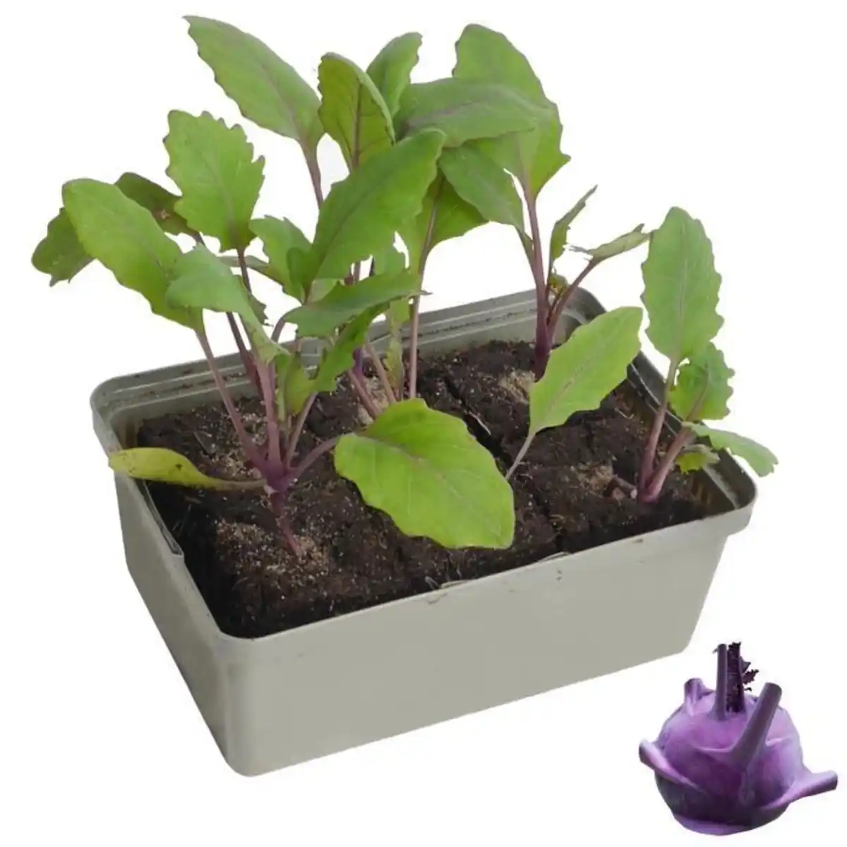 Bild 1 von Kohlrabi Brassica oleracea blau 6 er Schale