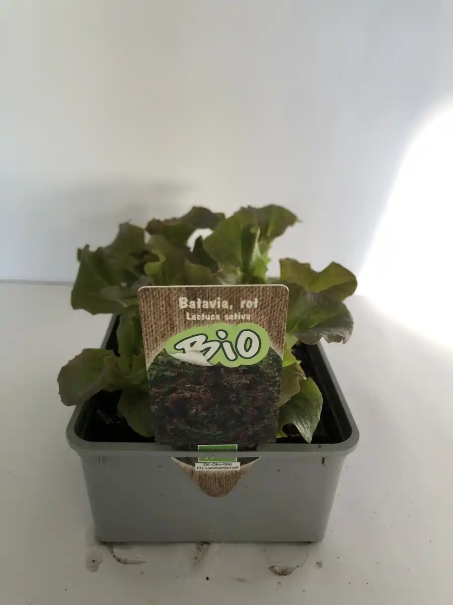 Bild 1 von Batavia rot Batavia lettuce 6er Schale