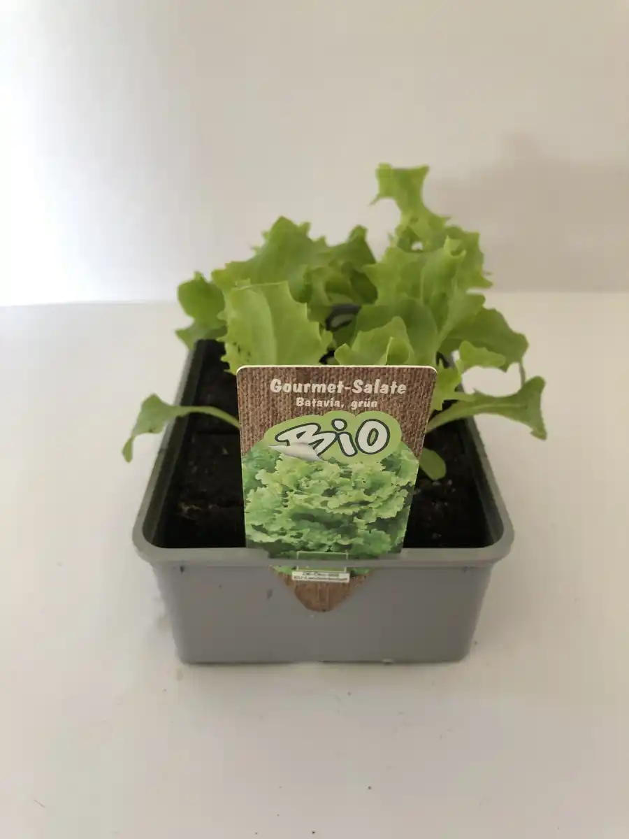 Bild 1 von Batavia grün Batavia lettuce 6er Schale
