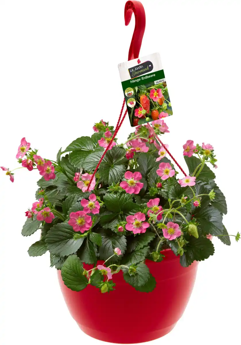 Bild 1 von Fragaria Elan-Erdbeere 27 cm