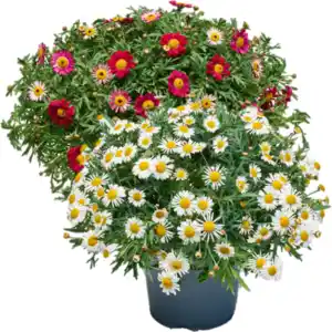 Margeriten Busch