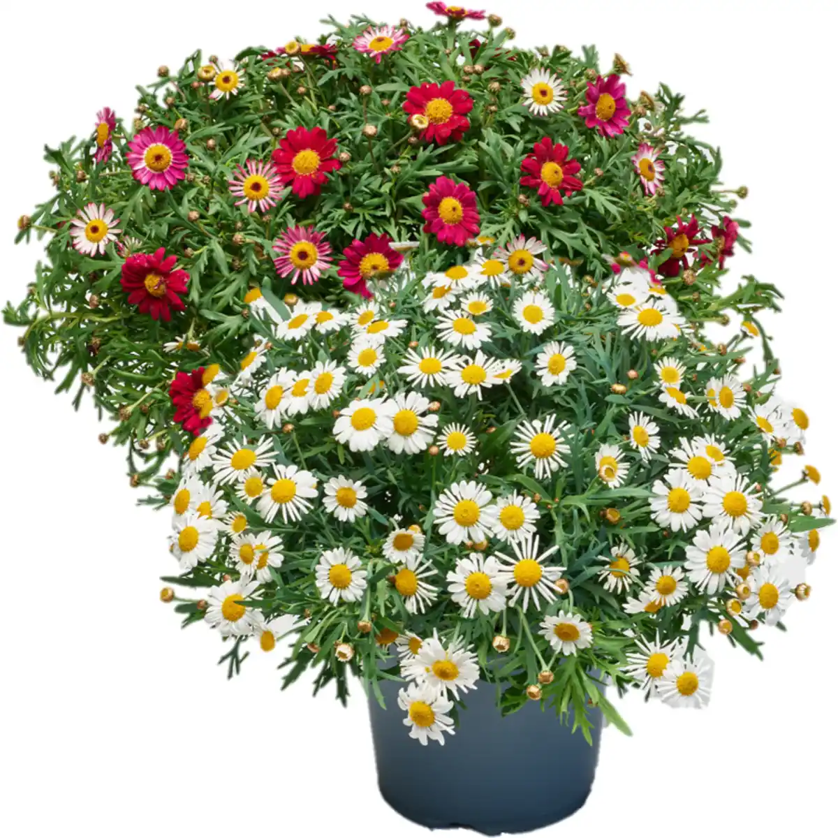 Bild 1 von Margeriten Busch