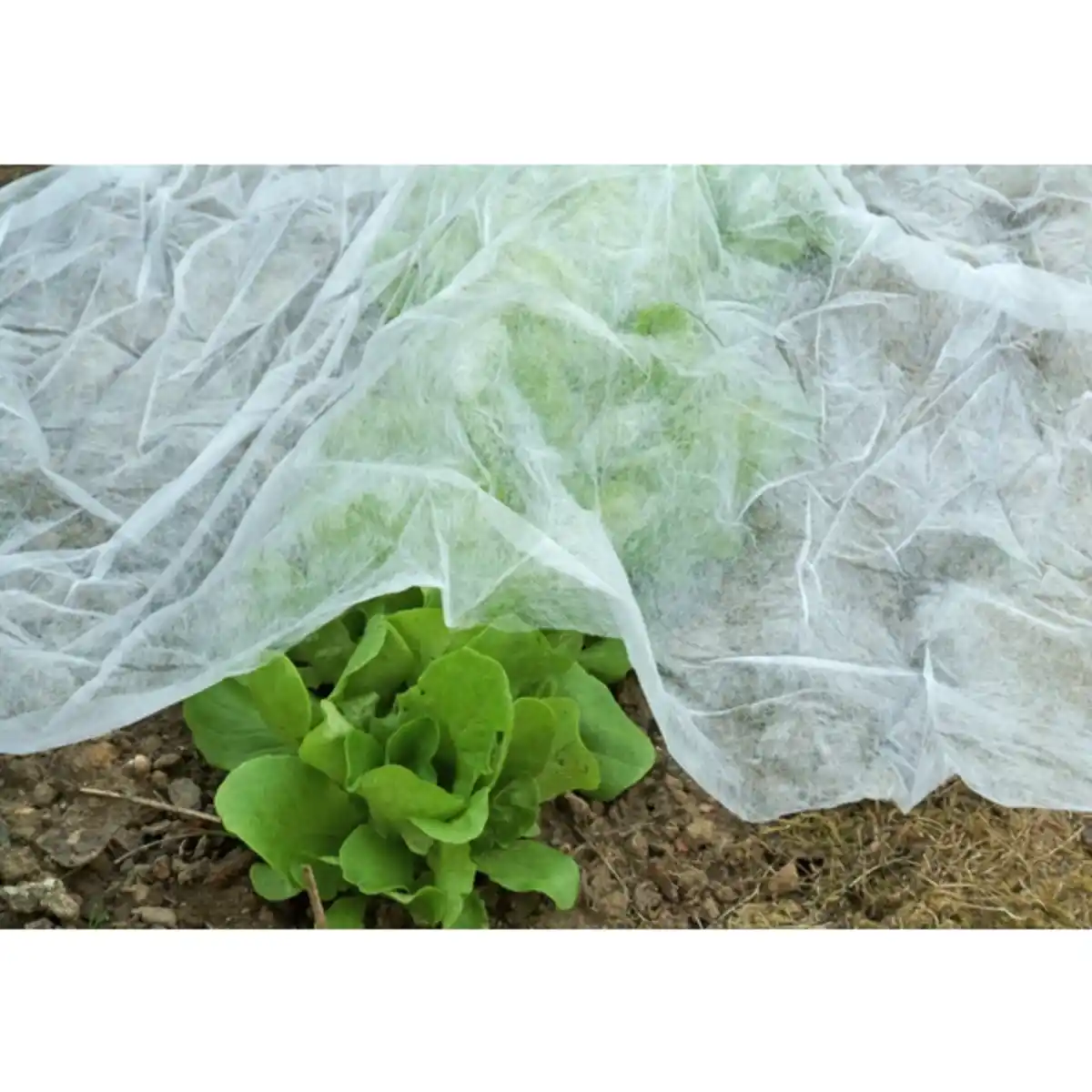 Bild 2 von Gartenvlies, LxB: 10 x 1,5 m, 17 g/m², weiß