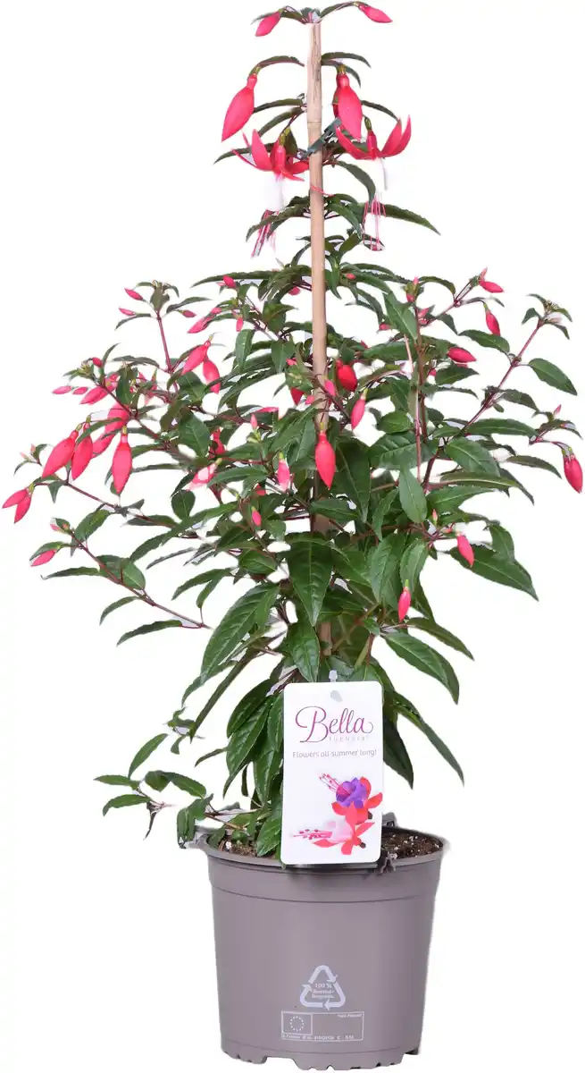 Bild 1 von Fuchsien Pyramide H ca. 65 cm 17 cm Topf