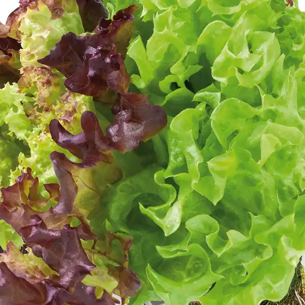 Bild 4 von Bio Sonne Bio-Salat