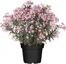 Bild 1 von Oleander Busch H ca. 60 cm 20 cm Topf