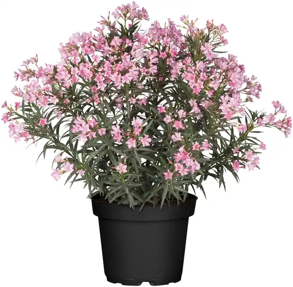 Bild 1 von Oleander Busch H ca. 60 cm 20 cm Topf