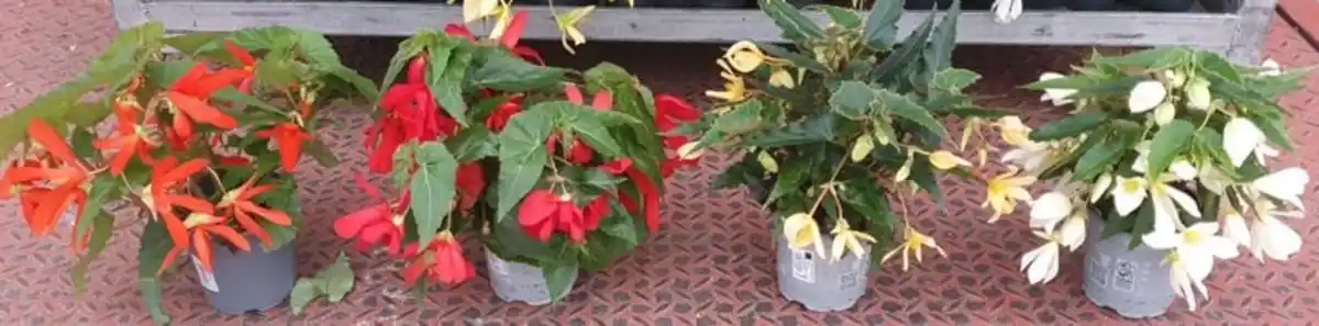 Bild 1 von Begonia Groovy 12 cm