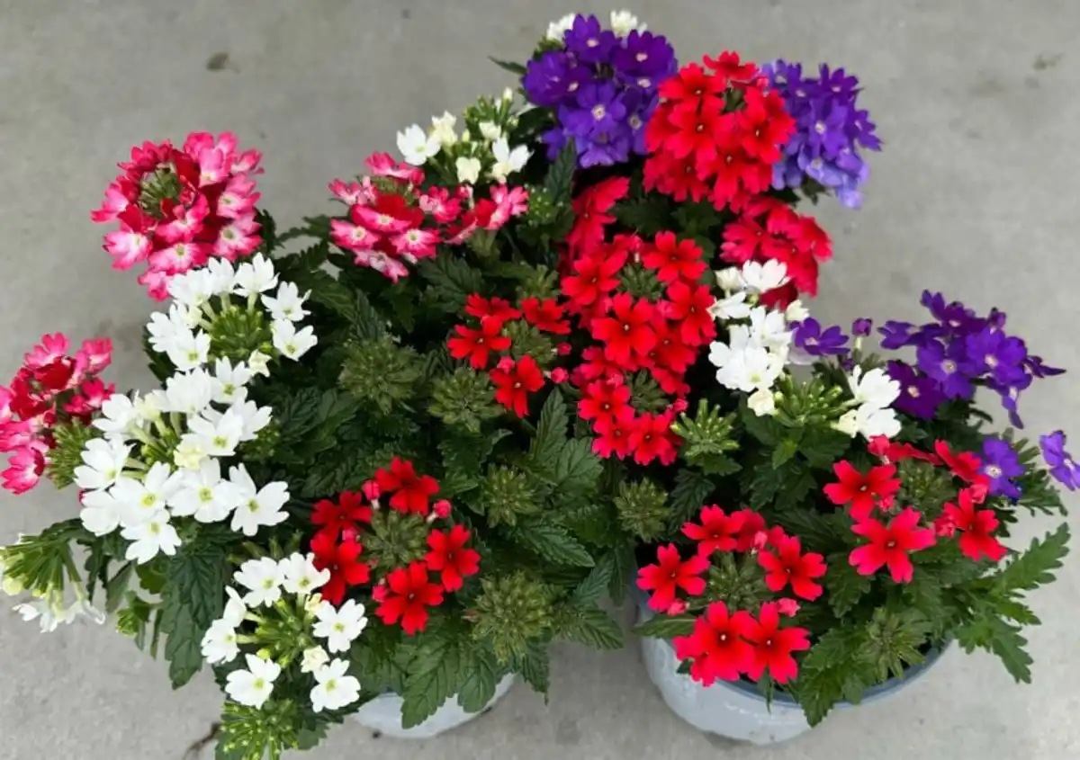 Bild 1 von Verbena Eisenkraut dreifarbig 12 cm