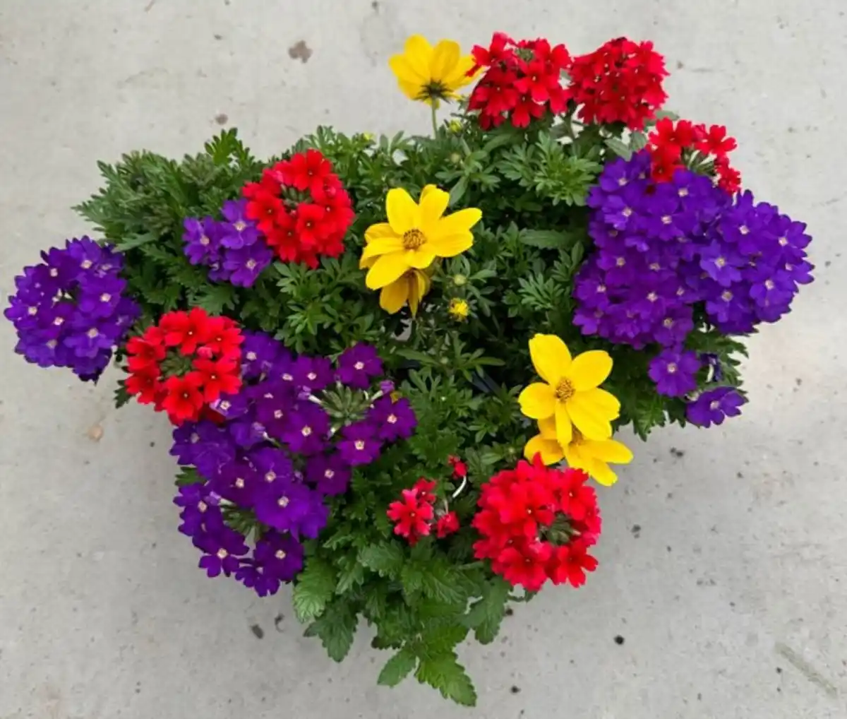 Bild 1 von Gattungsmix Verbene Eisenkraut 12 cm