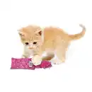 Bild 4 von KONG Katzenspielzeug Kickeroo Kitten