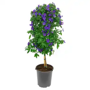 GARDENLINE Stämmchen Enzianstrauch
