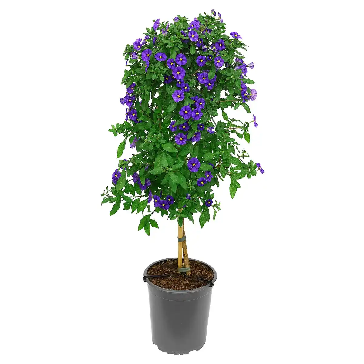 Bild 1 von GARDENLINE Stämmchen Enzianstrauch