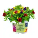 Bild 2 von GARDENLINE Mini-Petunie-Trio / Petunie