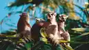 Bild 1 von Rundreisen Madagaskar: Die Insel der Lemuren und Baobabs