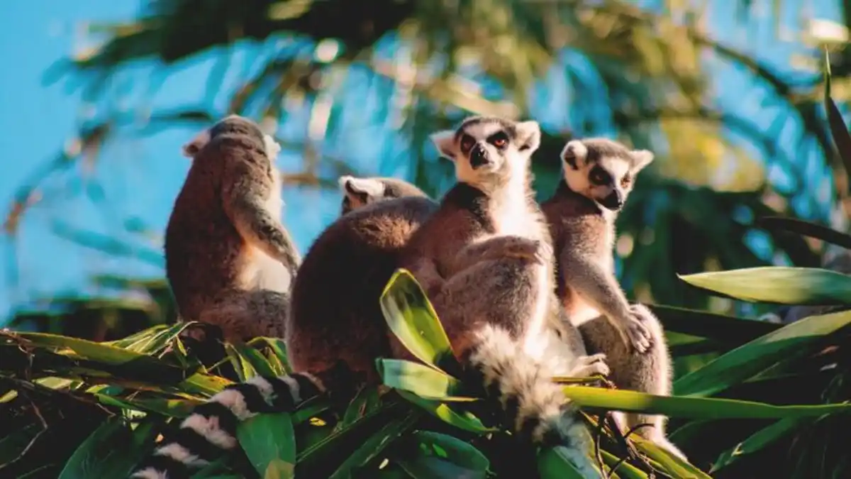 Bild 1 von Rundreisen Madagaskar: Die Insel der Lemuren und Baobabs