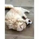 Bild 2 von Aumüller Katzenspielkissen Kuh Ella