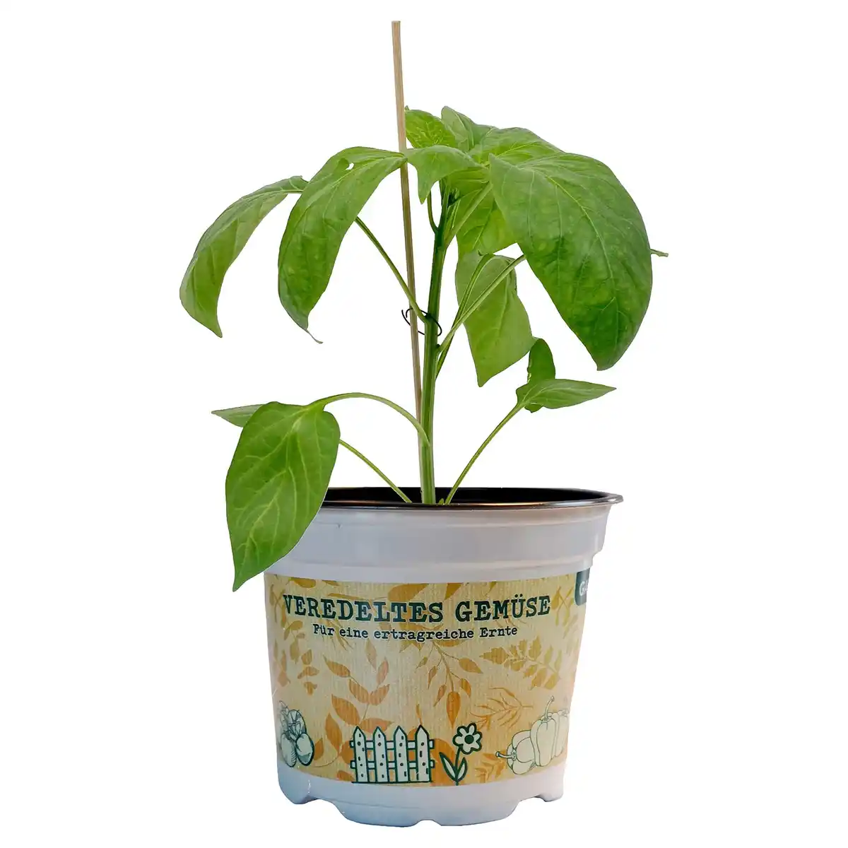 Bild 1 von GARDENLINE Gemüse veredelt