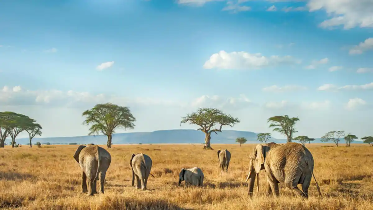 Bild 1 von Rundreisen Tansania & Sansibar: Safari, Kultur & Badeparadies