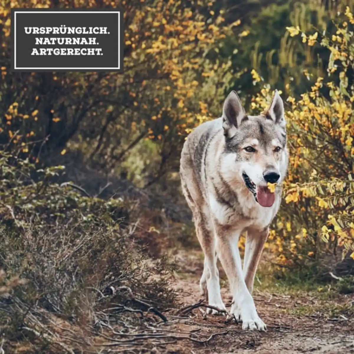 Bild 4 von MOON Ranger Wild mit Kürbis 400g