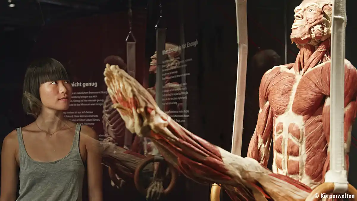 Bild 1 von Körperwelten München