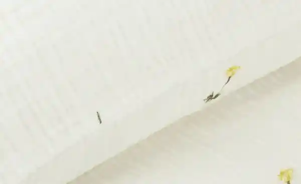 Bild 2 von como Musselin Bettwäsche  Buttercup ¦ mehrfarbig ¦ Maße (cm): B: 135 Bettwaren > Bettwäsche-Sets > Ganzjahresbettwäsche - Möbel Kraft