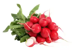 Radieschen