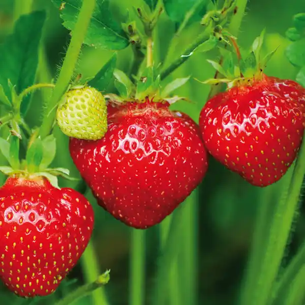 Bild 2 von Aroma-Erdbeeren Trio Ampel