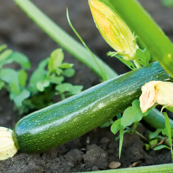 Bild 2 von Zucchini-/ Gurken-Mix