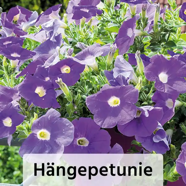 Bild 4 von Finest Garden Exklusive Beetpflanzen