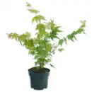 Bild 1 von Finest Garden Japanischer Ahorn