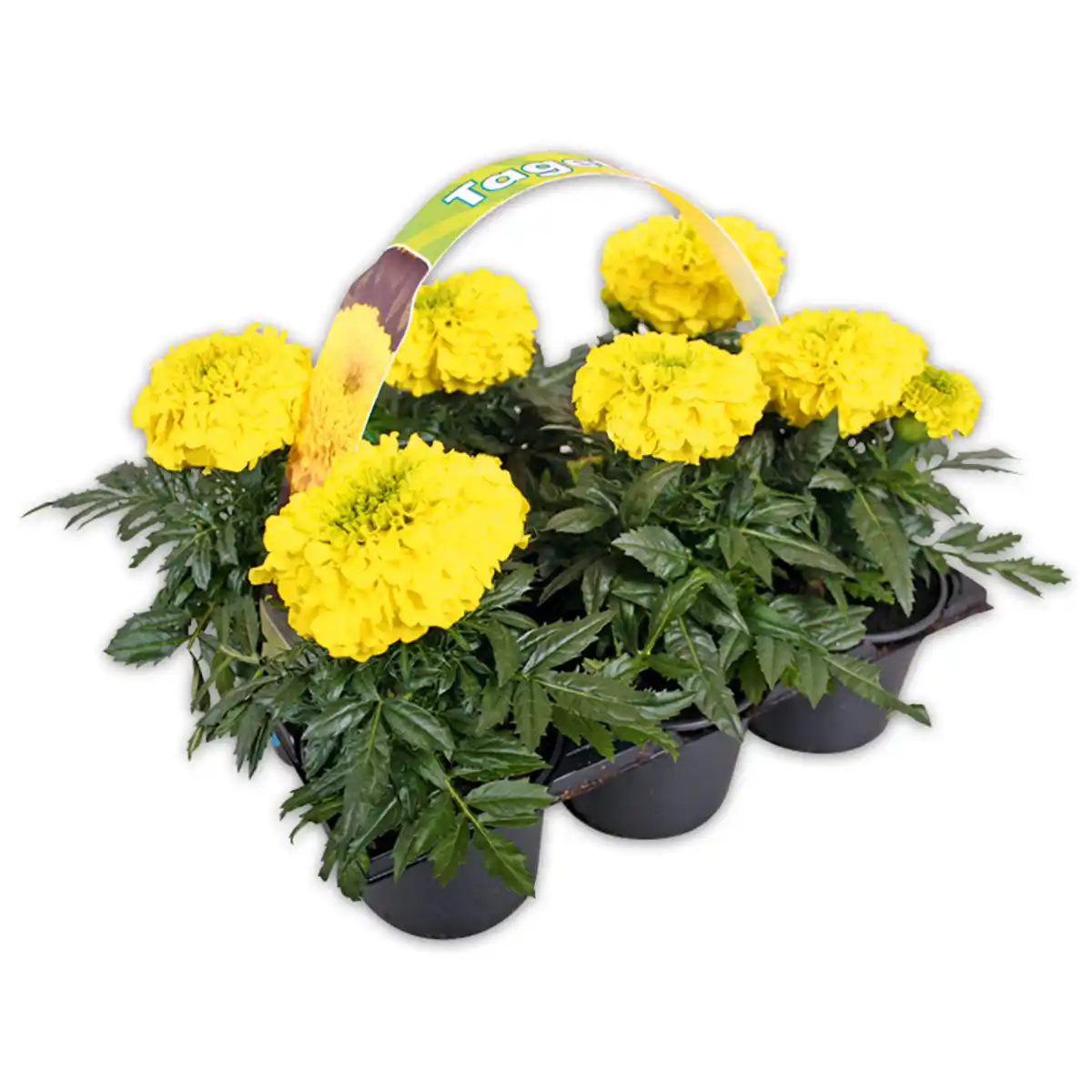 Bild 2 von Finest Garden Exklusive Beetpflanzen