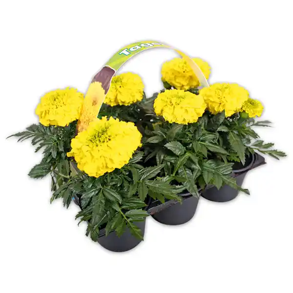 Bild 2 von Finest Garden Exklusive Beetpflanzen