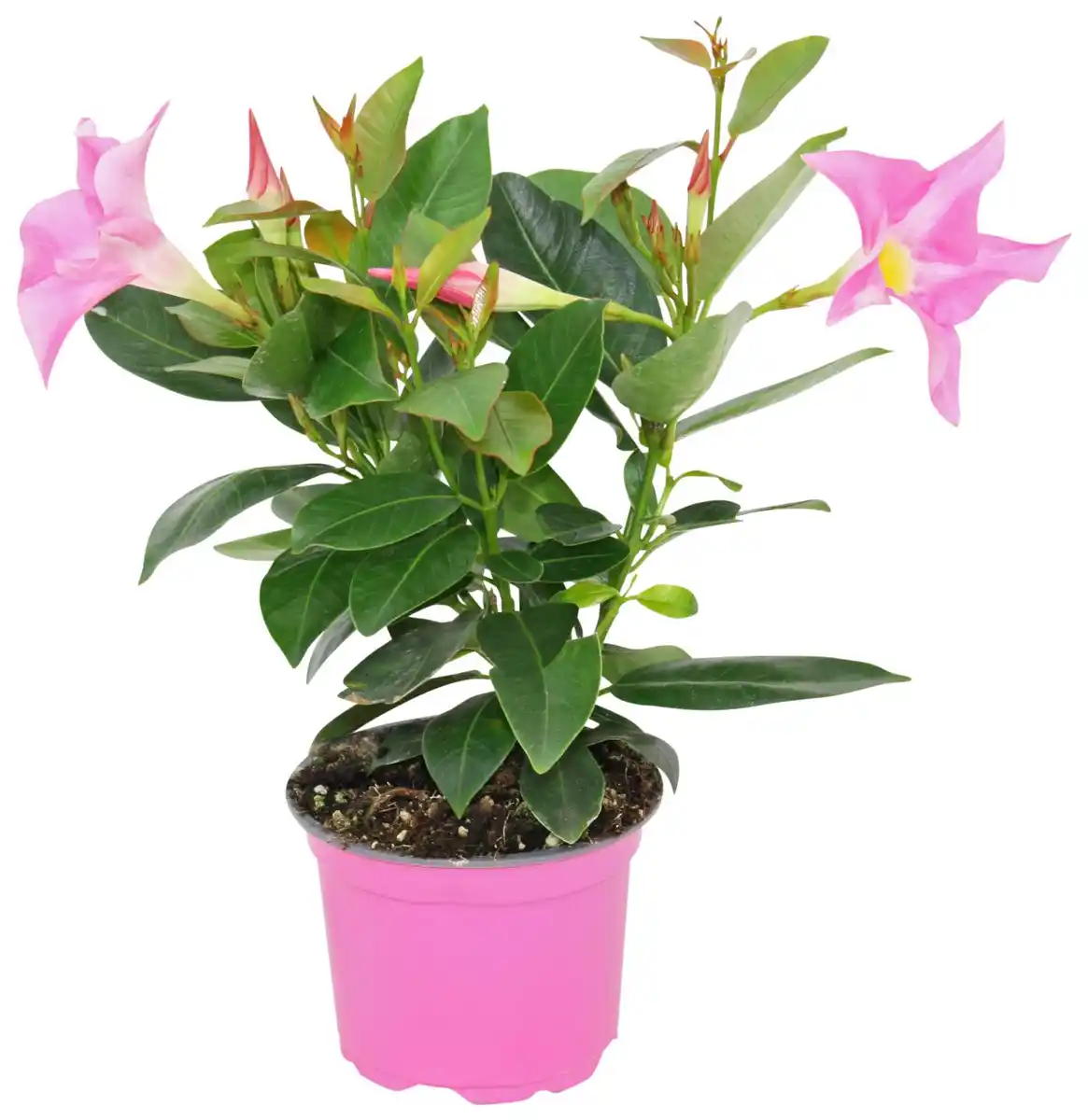 Bild 1 von Dipladenie