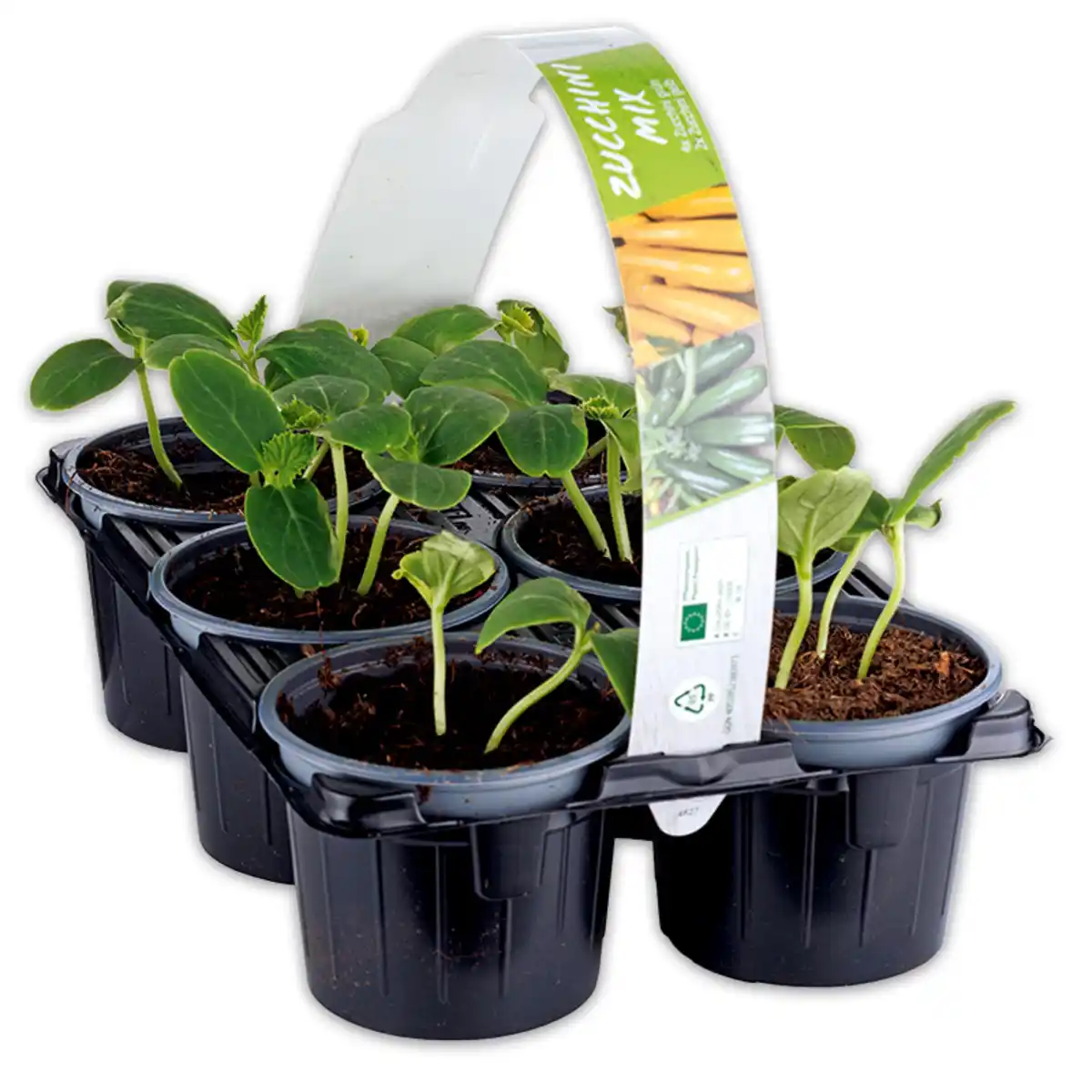 Bild 1 von Zucchini-/ Gurken-Mix