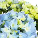 Bild 2 von Premium Hortensie