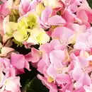 Bild 3 von Premium Hortensie