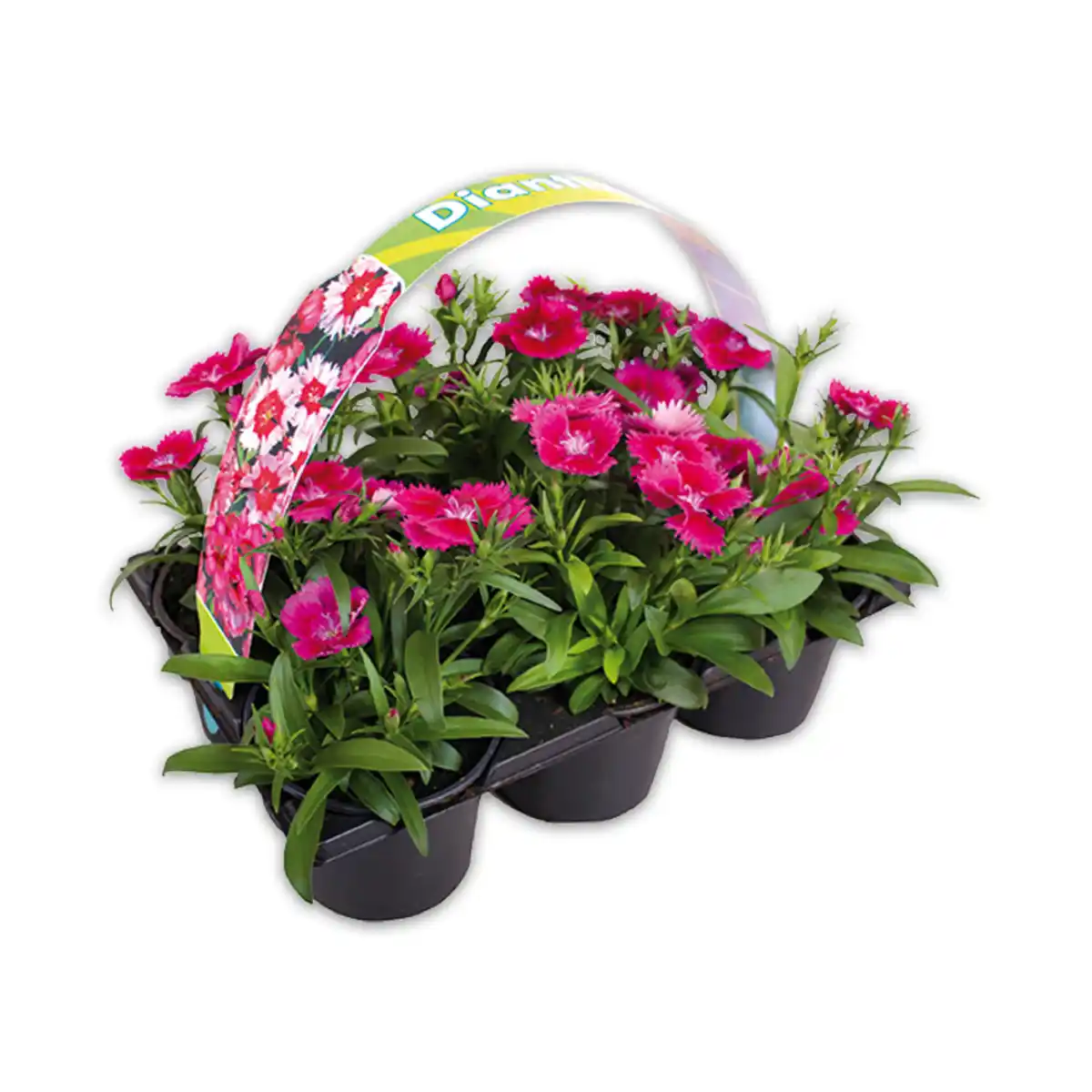 Bild 3 von Finest Garden Exklusive Beetpflanzen