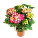 Bild 1 von Premium Hortensie