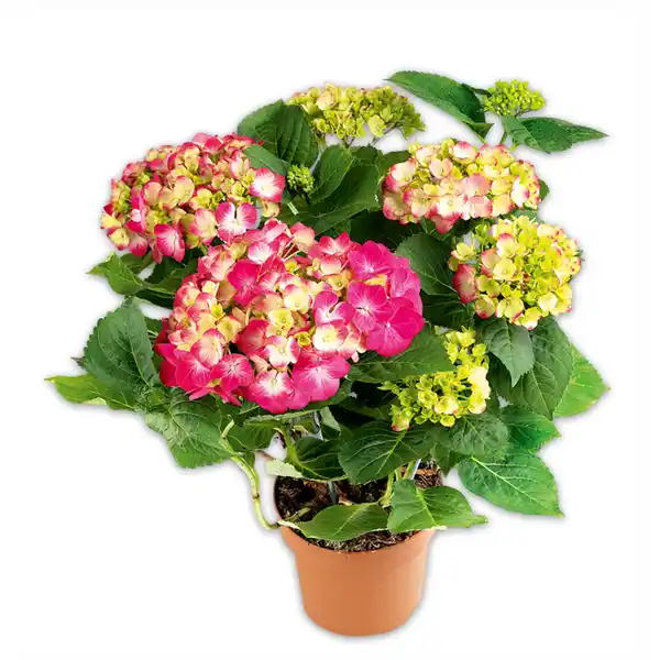 Bild 1 von Premium Hortensie