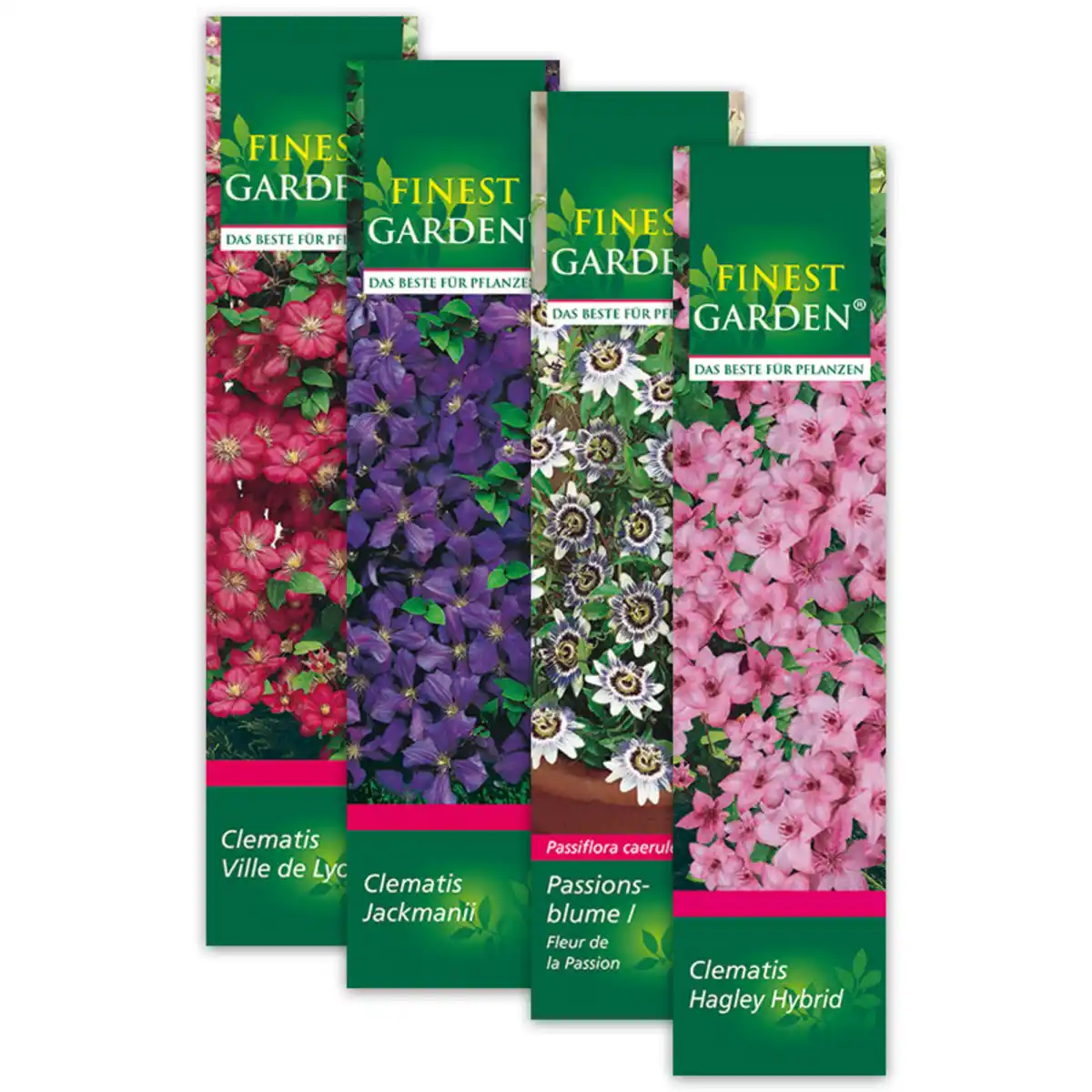 Bild 1 von Finest Garden Winterharte Kletterpflanze