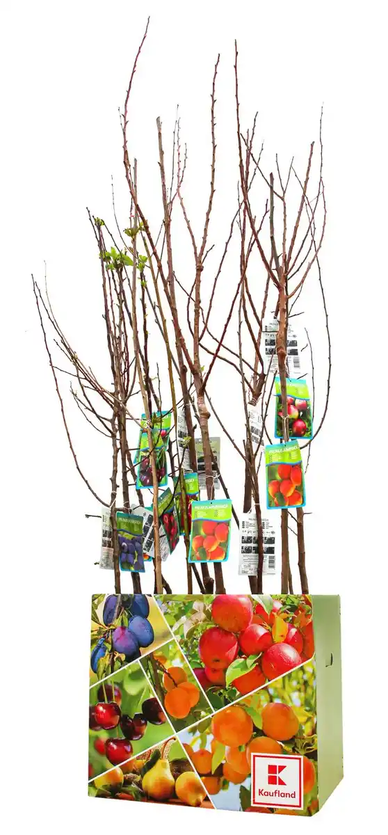 Bild 1 von Obstbaumstämmchen