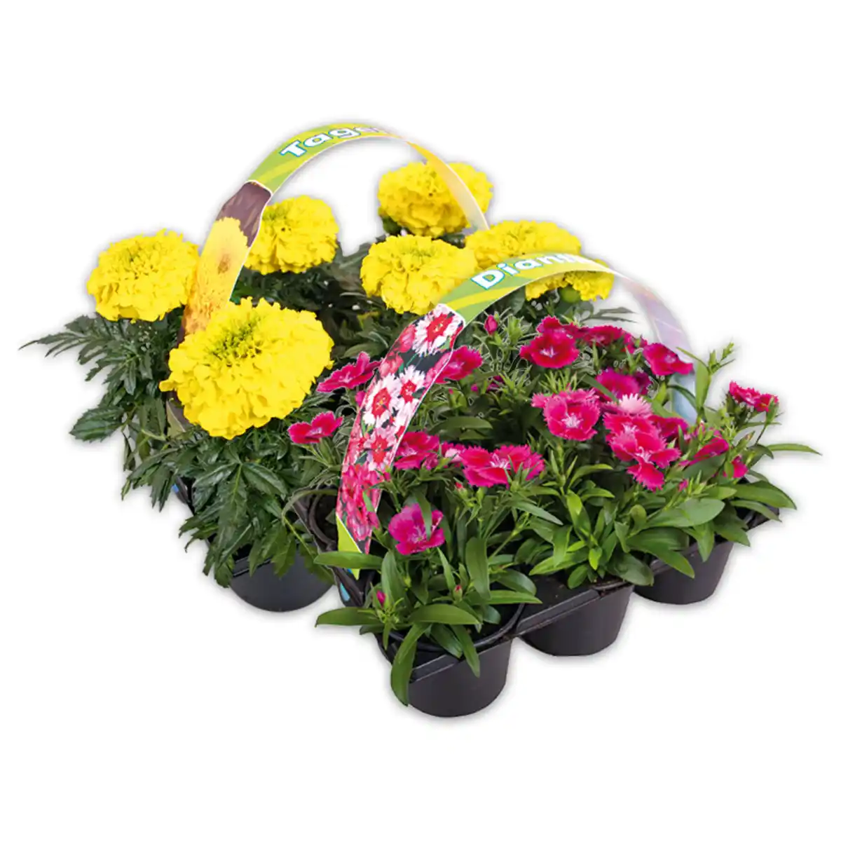 Bild 1 von Finest Garden Exklusive Beetpflanzen