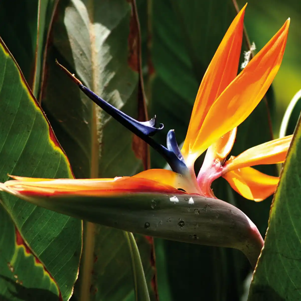 Bild 2 von Finest Garden Blühende Gartenraritäten