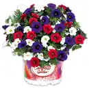 Bild 3 von Confetti Garden Trio Mix