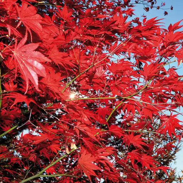 Bild 2 von Finest Garden Japanischer Ahorn