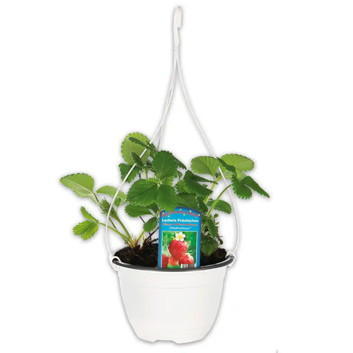 Bild 1 von Aroma-Erdbeeren Trio Ampel