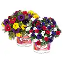 Bild 1 von Confetti Garden Trio Mix