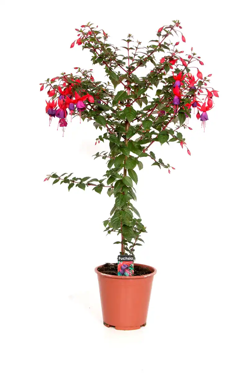 Bild 1 von Fuchsienstamm 19cm Topf