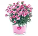 Bild 1 von Nelke „Pink Kisses“*
